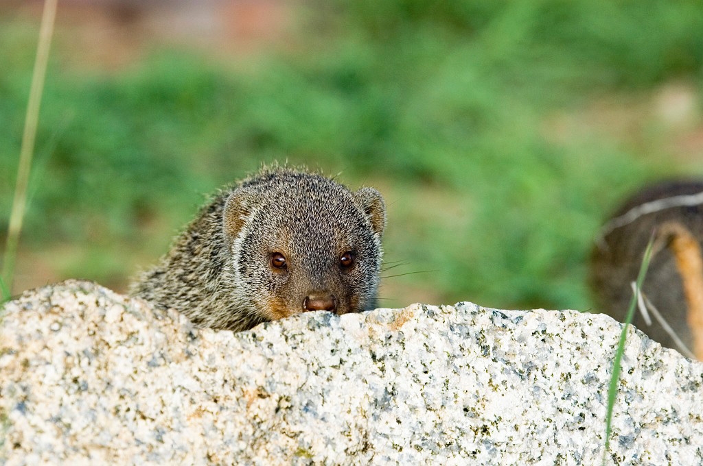 Serengeti Banded Mongoose0.jpg - Banded Mongoose (Mungus mongo), Serengeti N.P. Tanzania March 2006